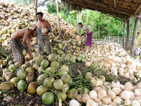 Đảm bảo đầu ra cho trái dừa