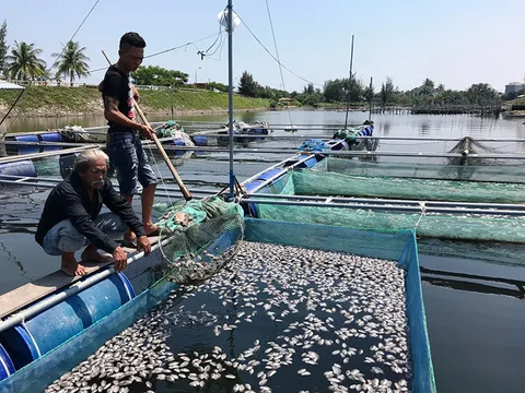 Cá nuôi lồng bè ở Hội An chết trắng chưa rõ nguyên nhân