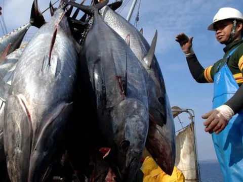 Cá ngừ xuất khẩu 'kẹt cảng' vì vướng kiểm dịch