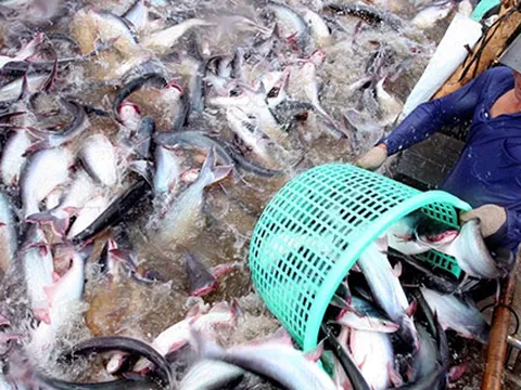 Cá tra dính 'khủng hoảng kép', người nuôi cá như ngồi trên lửa