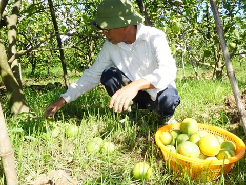 Cam Xã Đoài rụng đầy gốc, người trồng mất hàng trăm triệu đồng