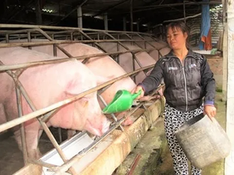 Cận Tết, giá lợn lao dốc vì đâu?