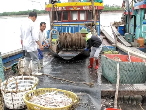 Phòng chống dịch Covid đảm bảo không ảnh hưởng đến khai thác thủy sản