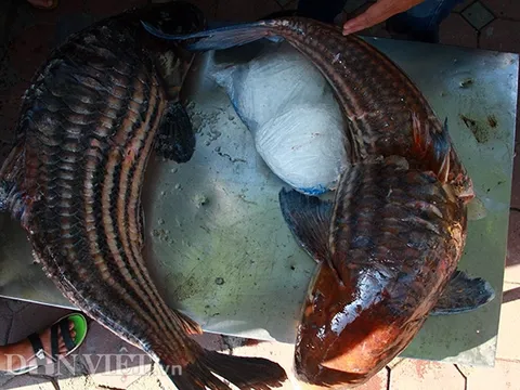 Cặp cá nhà giàu "bay" từ Biển Hồ về Thủ đô giá hơn nửa chỉ vàng mỗi kg