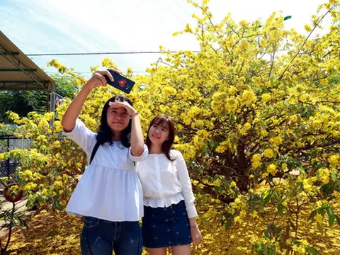 Cây mai thu hút khách tham quan ở Đồng Nai được chăm sóc thế nào