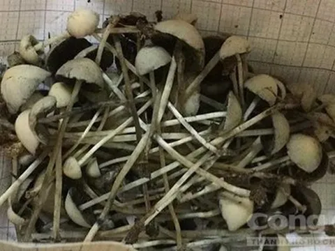 Chất ma túy cực mạnh trong nấm 'ma thuật' đầu độc giới trẻ