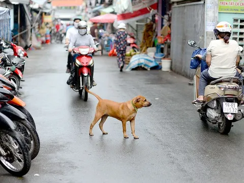 Hà Nội buộc đăng ký với chính quyền khi nuôi chó, mèo
