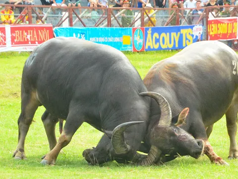 Bộ VH-TT&DL không cho bán vé tại Lễ hội chọi trâu Đồ Sơn