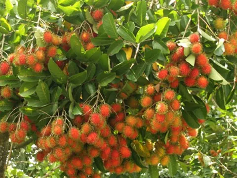 Chôm chôm của Việt Nam rộng cửa vào thị trường New Zealand