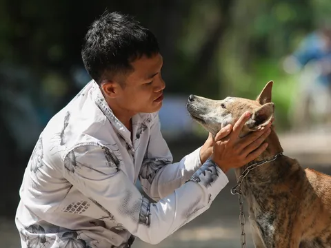Chủ trại chó Phú Quốc ở Sài Gòn kể chuyện kiếm tiền tỷ từ nuôi chó