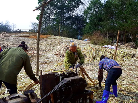 Làng mía đường trăm năm tuổi xứ Lạng rực lửa ngày cận Tết