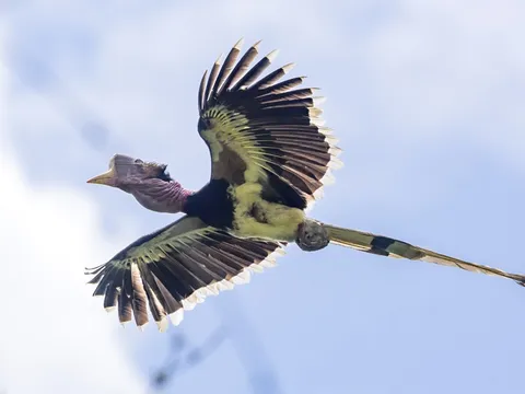 Cơn khát "sừng đỏ": Bi kịch tuyệt chủng của loài chim cổ hồng hoàng mũ cát
