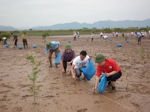 Quảng Ninh: Người dân xã Đồng Rui tham gia trồng mới trên 3ha rừng ngập mặn