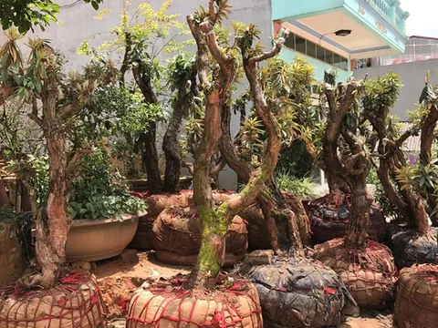 Đại gia chơi độc: Chi 4 tỷ mua hoa đỗ quyên cổ thụ