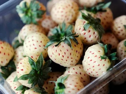 Dâu tây Bạch Tuyết: Đắt nhất thế giới, dân Việt mua ăn vặt