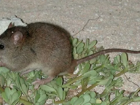 Báo động: Loài động vật có vú đầu tiên bị tuyệt chủng do biến đổi khí hậu