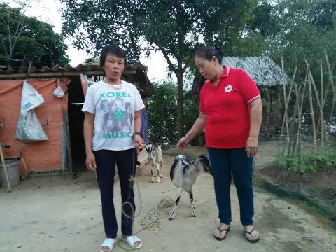 Hội Chữ thập đỏ huyện Tân Kỳ (Nghệ An): Tặng giống dê sinh sản cho hộ nghèo
