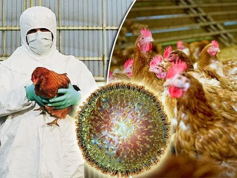 Dịch cúm gia cầm do virus H5N6 xuất hiện tại Campuchia