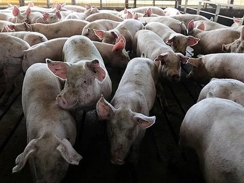 Dấu hiệu nhận biết lợn nhiễm dịch tả lợn châu Phi