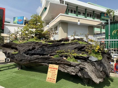 Độc đáo mai vàng khoe sắc trên thân cây chết giá gần tỷ đồng