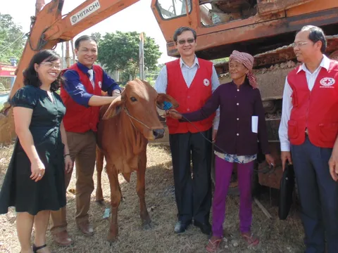 Tây Ninh hỗ trợ bò sinh sản cho hộ nghèo