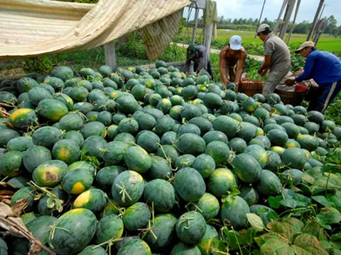 Hơn 1.130 tấn dưa hắc mỹ nhân trồng tại Quảng Ngãi ứ đọng