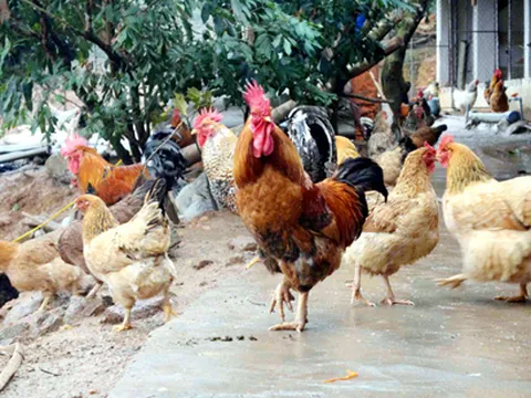 Quảng Ninh: Đeo nhẫn cho gà