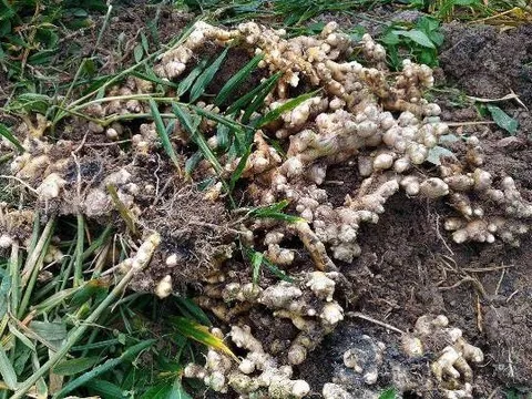 Giá gừng rớt thảm còn 3000 đồng/kg, nông dân ăn Tết buồn