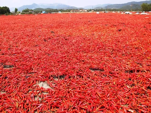 Giá ớt lao dốc, bán 1kg không mua nổi gói mì tôm