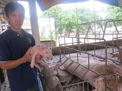 Giá thịt heo sắp tăng mạnh?