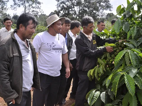 Hiệu quả kinh tế từ việc tái canh cây cà phê