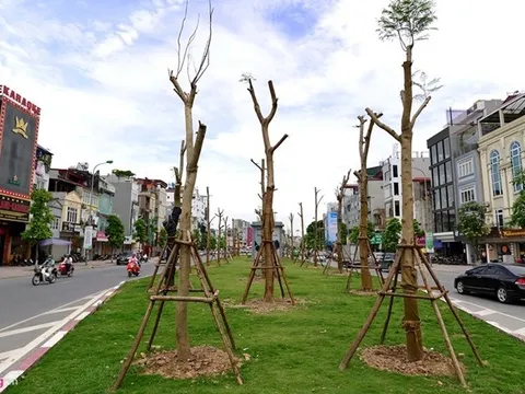Hà Nội trồng 800.000 cây xanh dịp Tết Đinh Dậu