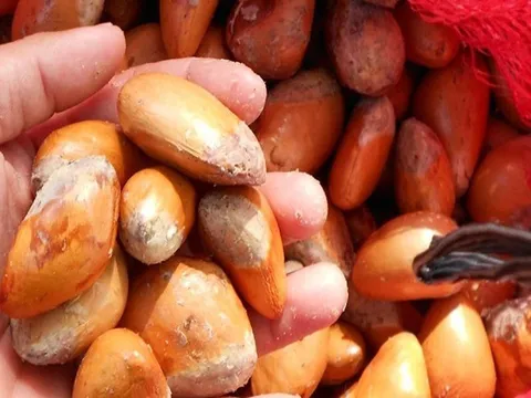 Hạt sầu riêng được thu mua giá cao hơn... quả