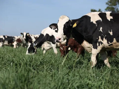 Tết tại 'Resort' bò sữa Vinamilk có gì đặc biệt?