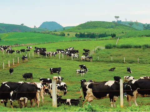 Vinamilk chính thức tham gia quản lý Mộc Châu milk