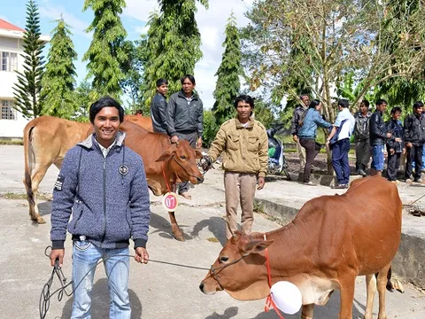 Tặng 80 con bò sinh sản cho nông dân nghèo tỉnh Lâm Đồng