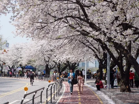 Dự báo Nhật Bản sẽ đón mùa hoa anh đào sớm hơn mọi năm
