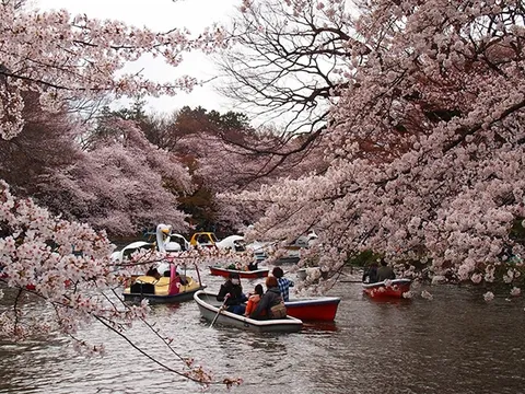 Lịch ngắm hoa anh đào khoe sắc tại các vùng của Nhật Bản