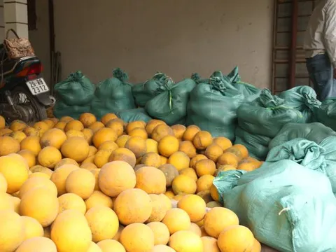 Hoa quả Tết: Hái tận vườn, bán giá khủng vẫn "cháy hàng"