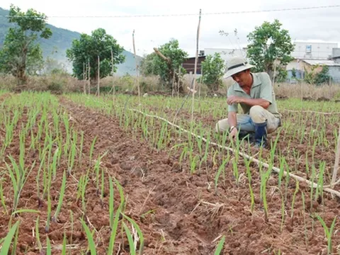 Hoa Tết Đà Lạt lo dội hàng