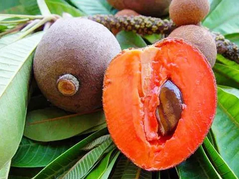 Hồng xiêm ruột đỏ đắt gấp 30 lần