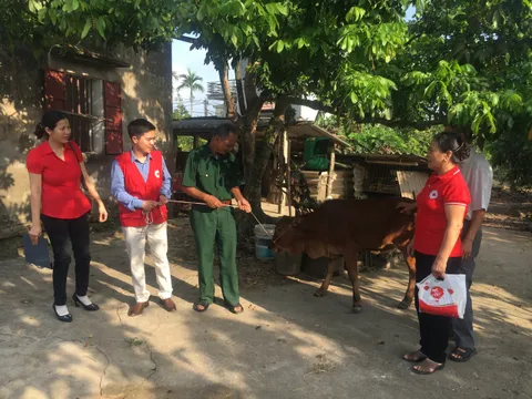 Tặng bê sinh sản cho nạn nhân chất độc da cam