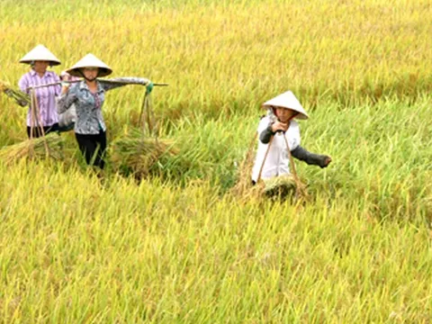 Hải Phòng: Xây dựng 4/7 huyện đạt chuẩn nông thôn mới nâng cao, kiểu mẫu