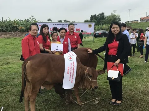 Trao tặng bò giống cho các hộ nghèo