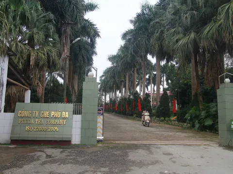 Công ty chè Phú Đa: Xây dựng thương hiệu chè sạch, chè an toàn