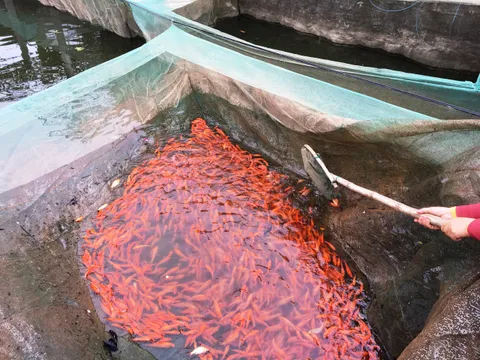 Làng cá chép Tân Cổ rộn ràng ngày Tết ông Công ông Táo