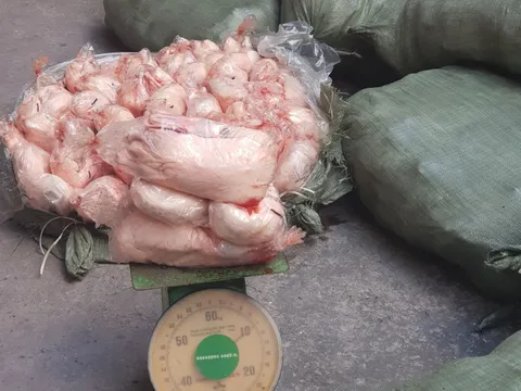 Bắt giữ gần 2 tấn vịt vận chuyển bằng xe khách không rõ nguồn gốc