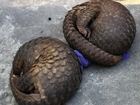 Bắt giữ xe tải đang vận chuyển hàng chục cá thể tê tê và rùa đi tiêu thụ