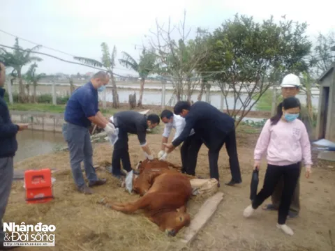 Nghi án 7 con bò chết đột ngột do… bả chuột?