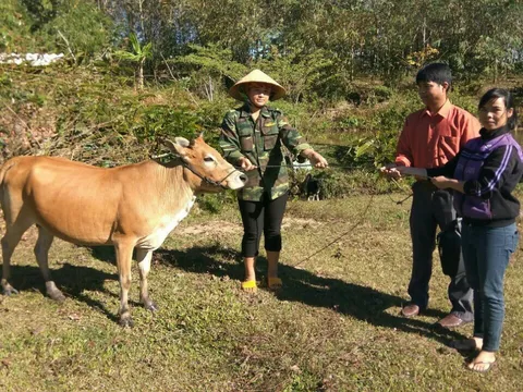 Hiệu quả dự án Ngân hàng bò tại Kon Tum